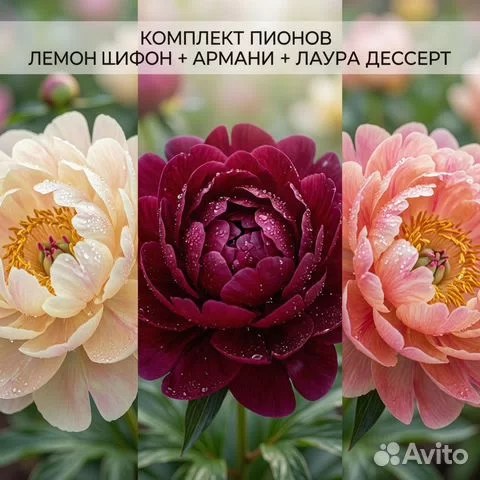 Пион Комплект: Лемон Шифон+Армани+Лаура Дессерт